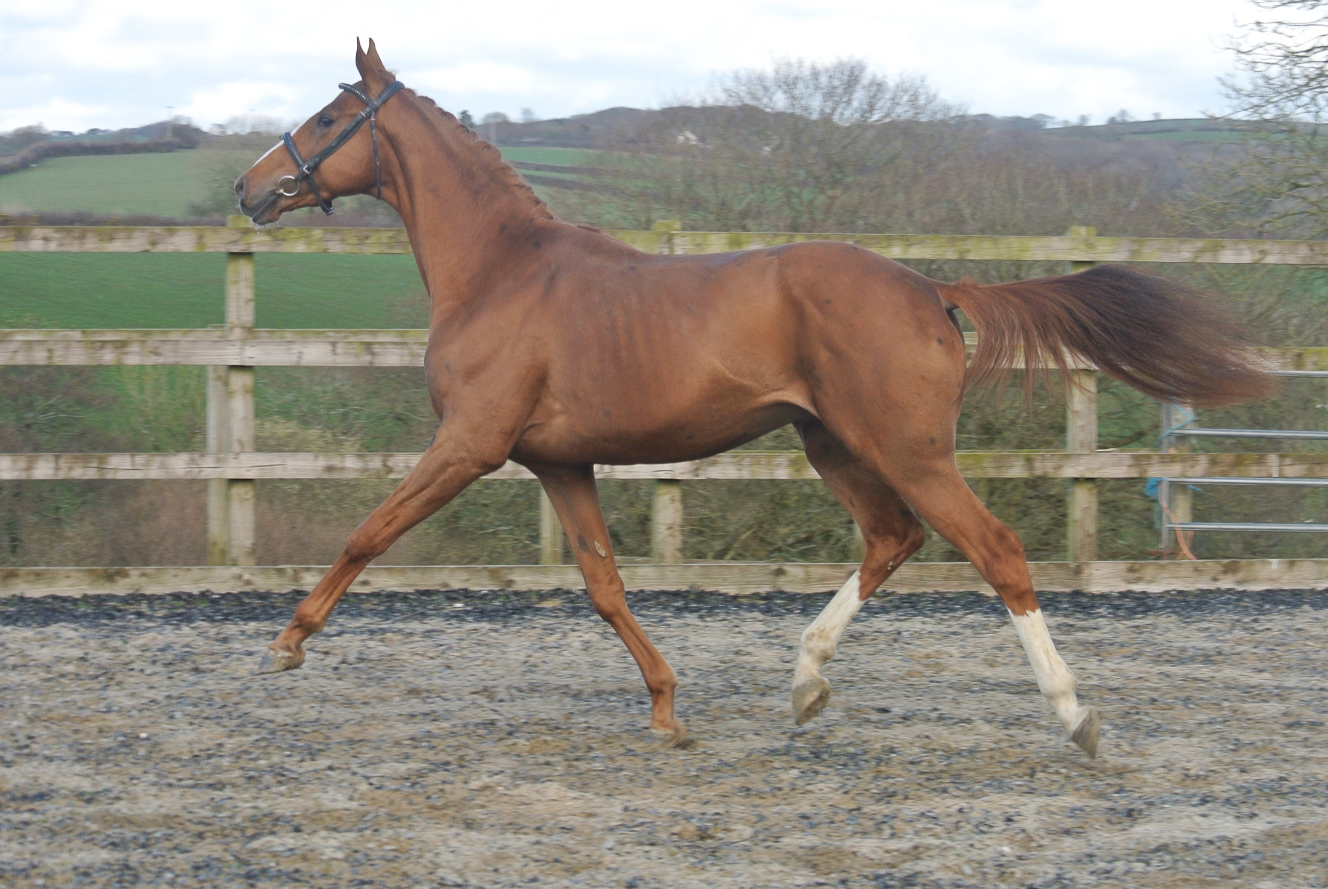 3yo Gelding by Benicio